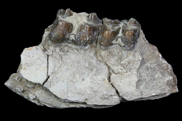 Oreodont Jaw Section With Teeth - South Dakota #82199